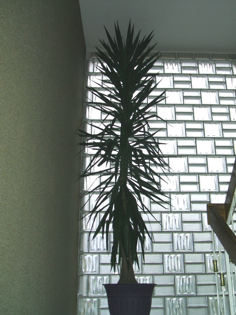 Yucca Palme 3,50 m hoch mit 55cm Stamm  - Pflanzen - Müllheim