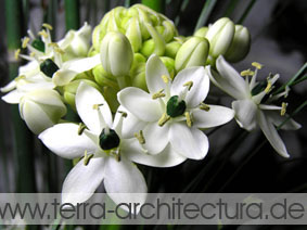 Gartenplanung Berlin Gartengestaltung Gartenkunst - Sonstiges - berlin