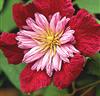 Traumhafte Oxalis versicolor, für Topfbepflanzung geeignet - Pflanzen - Köln