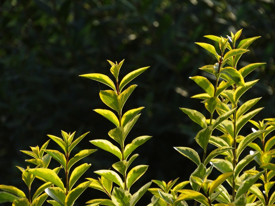 5 Stück *Goldliguster* Ligustrum ovalifolium Aureum - Pflanzen - Püttlingen