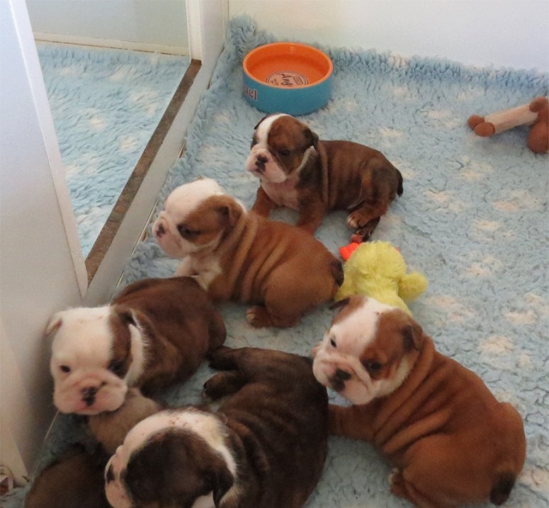 Englische Bulldoggen Suchen Ein Zuhause Garten Kleinanzeigen Net