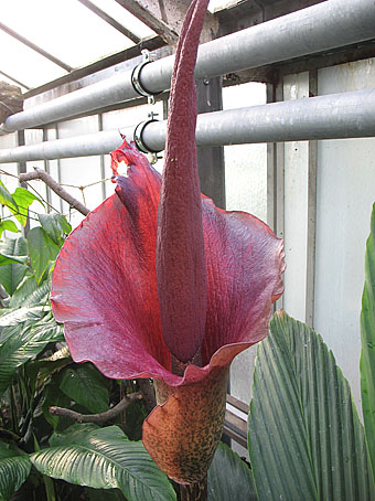 Tränenbaum Titanwurz Teufelszunge - Pflanzen - Bernburg