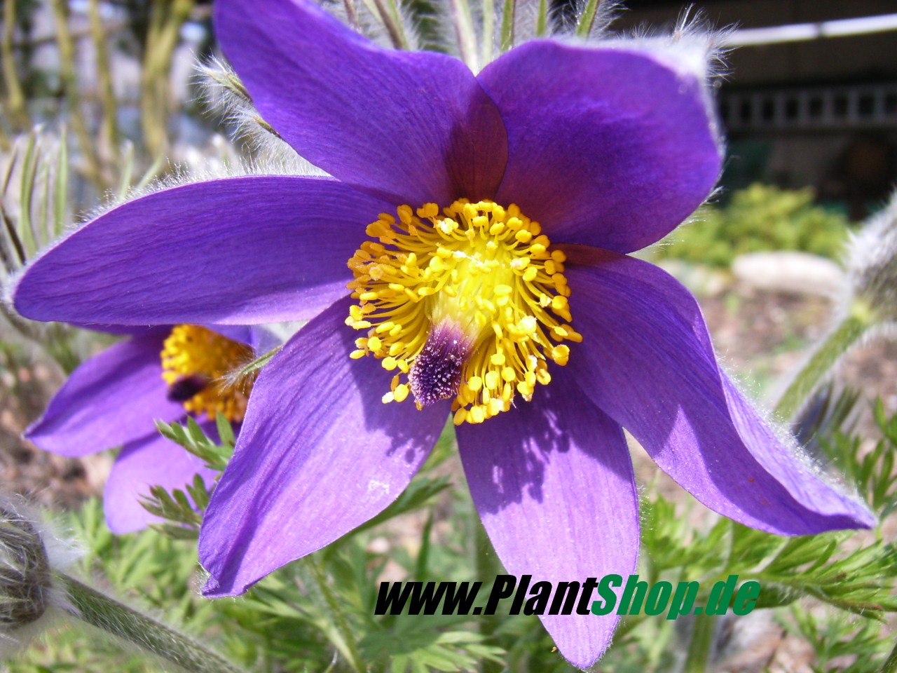 Stauden, Bodendecker, Heckenpflanzen und Kirschlorbeer - Pflanzen - Dülmen