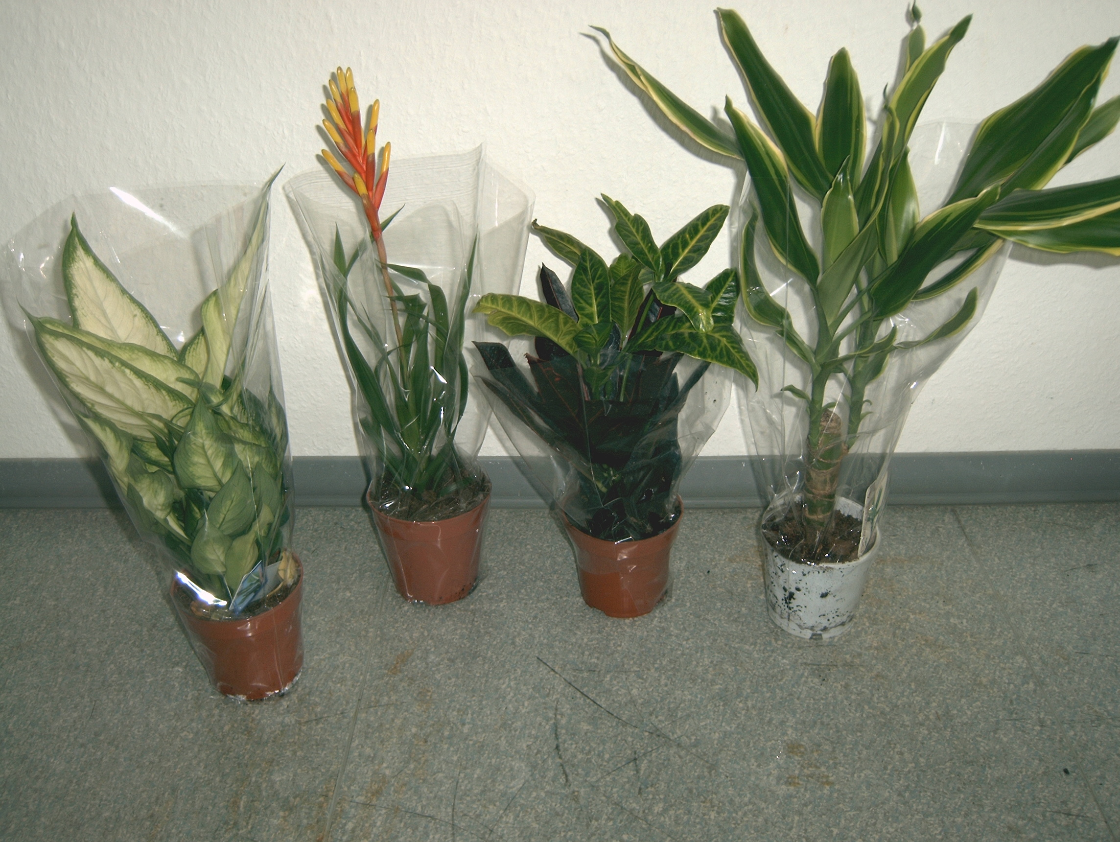 Bunter Zimmerpflanzenmix 10 Stück zusammen für 25 Euro - Pflanzen - Magdeburg