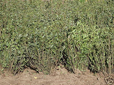 Ligusterheckenpflanzen  - Pflanzen - Bisingen
