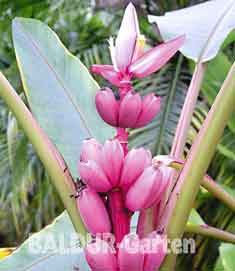 Die Augenweide Ihres Garten  - Pflanzen - Köln