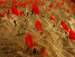 Frieren Sie? - Elektro Heizung Wasserinstallation - Callenberg