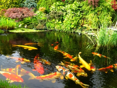 Gartenteiche, Schwimmteiche, Badeteiche oder Naturteiche  - Sonstiges - Dornbirn