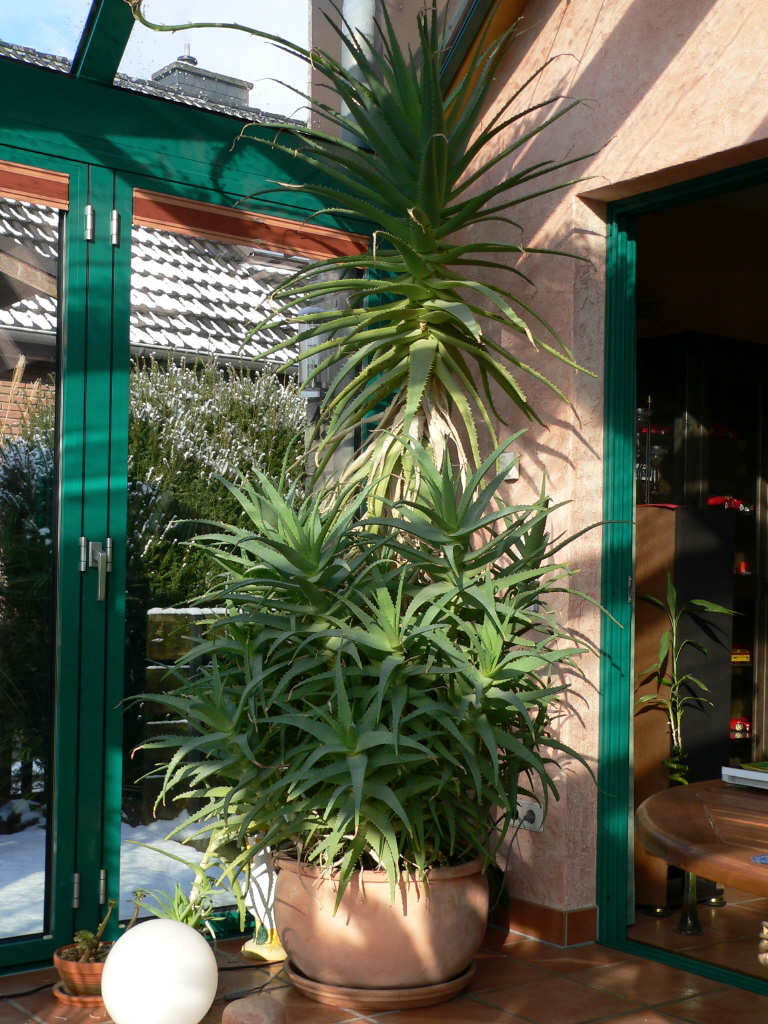 Aloe Vera Pflanze im großen Terracottakübel  - Pflanzen - Kamen