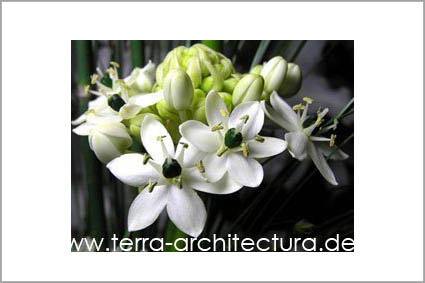 Gartenplanung, gartenkunst, gartengestaltung, gartenberatung - Sonstiges - berlin