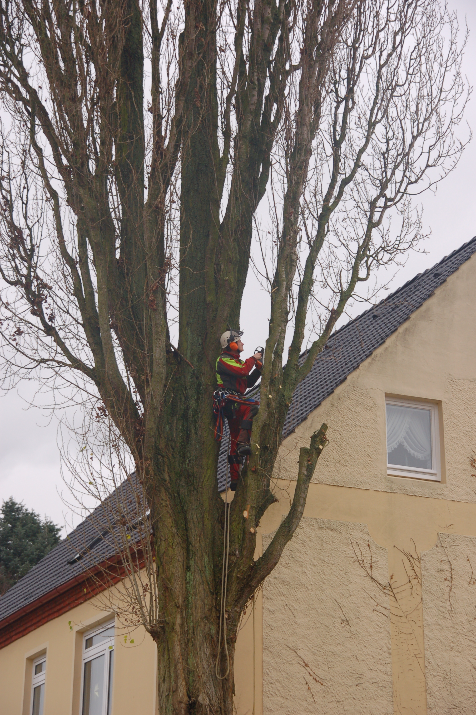 Baumkletterer fällt ihren Baum  - Holz - Lübeck
