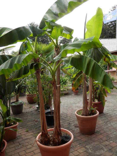 Bananenpflanze-Staude - Pflanzen - 16798 Fürstenberg/Havel
