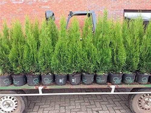 Im Sonder Angebot 10 st. Edel Thuja 99.00 Euro Versand 6.90  - Pflanzen - Lindau
