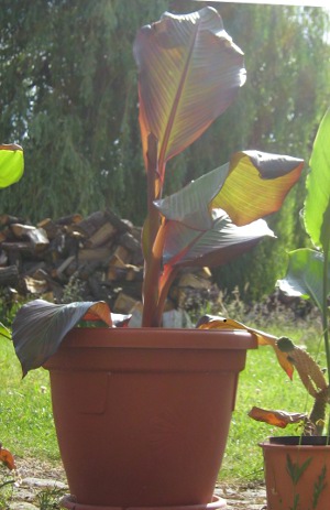 Ensete Maurelli abzugeben - Pflanzen - Versmold