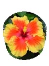 Hibiskus Blumen in top Farben und großen Blüten - Pflanzen - Freiburg