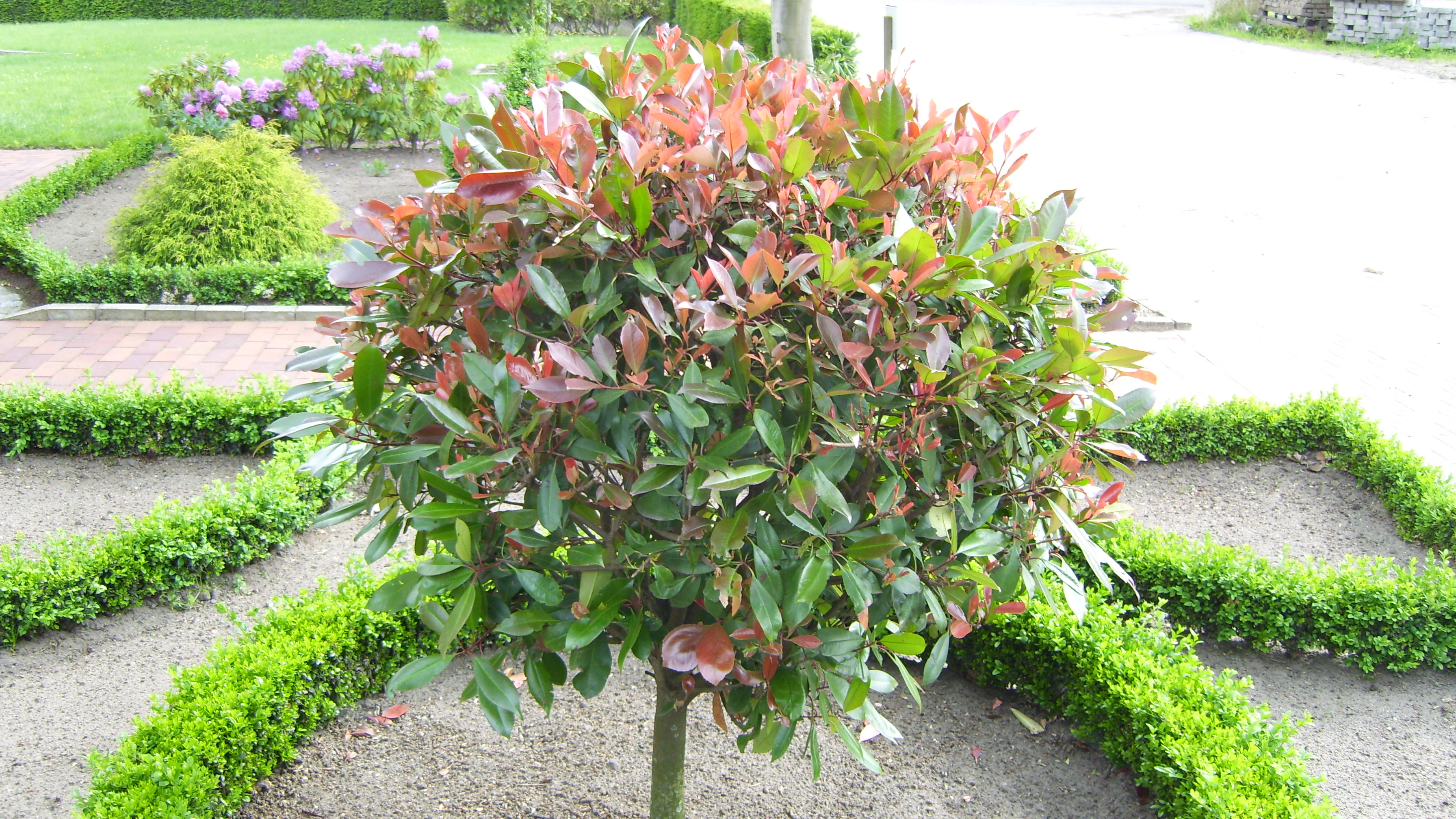 Pflanzennett, Ihr Shop für Gartenpflanzen und Sträucher - Pflanzen - Nordhorn