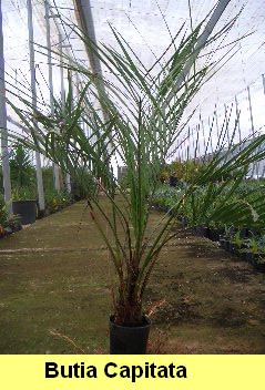 Butia capitata, eine wunderschöne Palme, - Pflanzen - Polopos