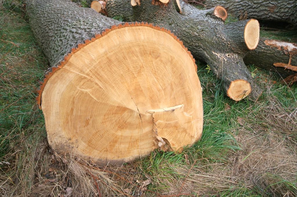 Stammholz Eiche Baumstamm - Holz - Gunzenhausen