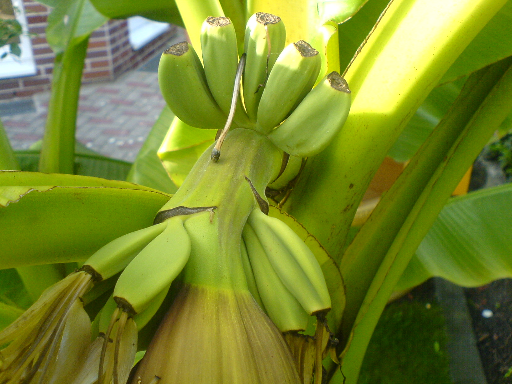 Winterharte Bananen Musa Basjoo - Pflanzen - Ahlen