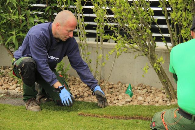 Rollrasen verlegen (Premium Qualität) - Sonstiges für den Garten - Wien, Leopoldstadt